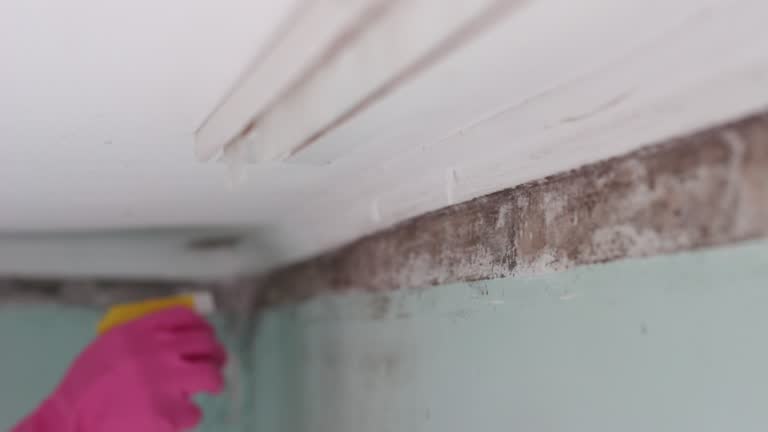 Best Mold Damage Restoration  in Winona, MS